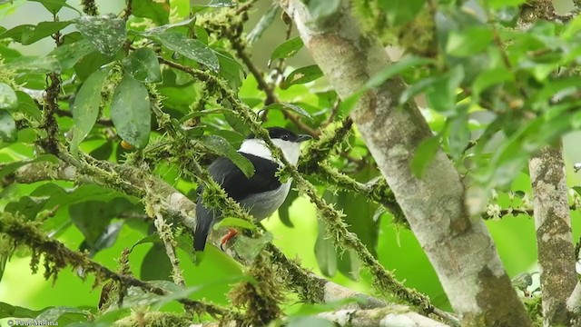 White-bearded Manakin - ML352004331