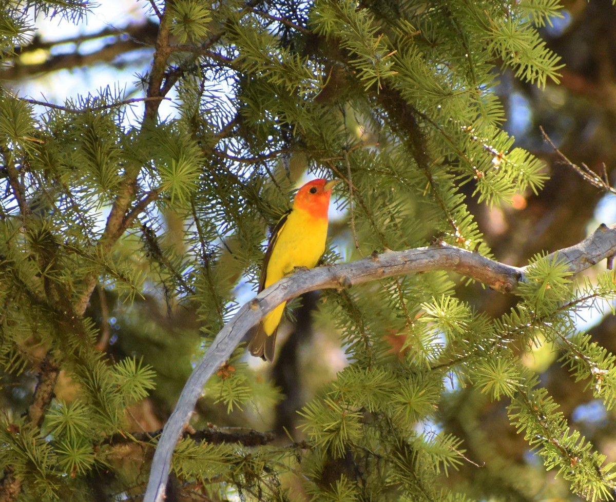 Western Tanager - alex bell