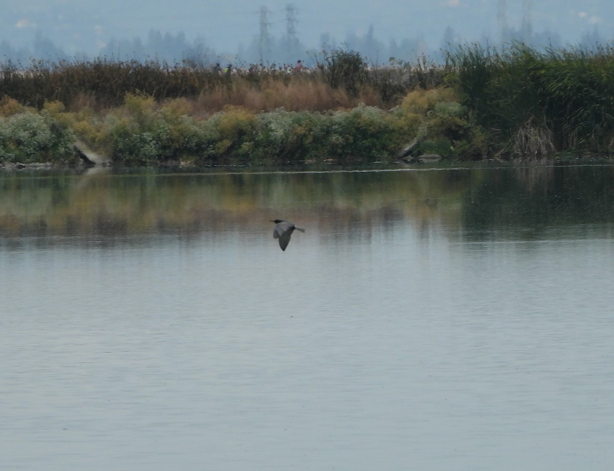 Black Tern - ML352007241