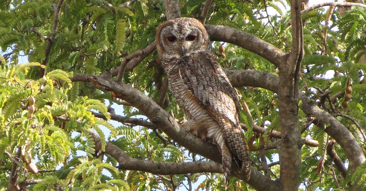 Mottled Wood-Owl - ML35200791