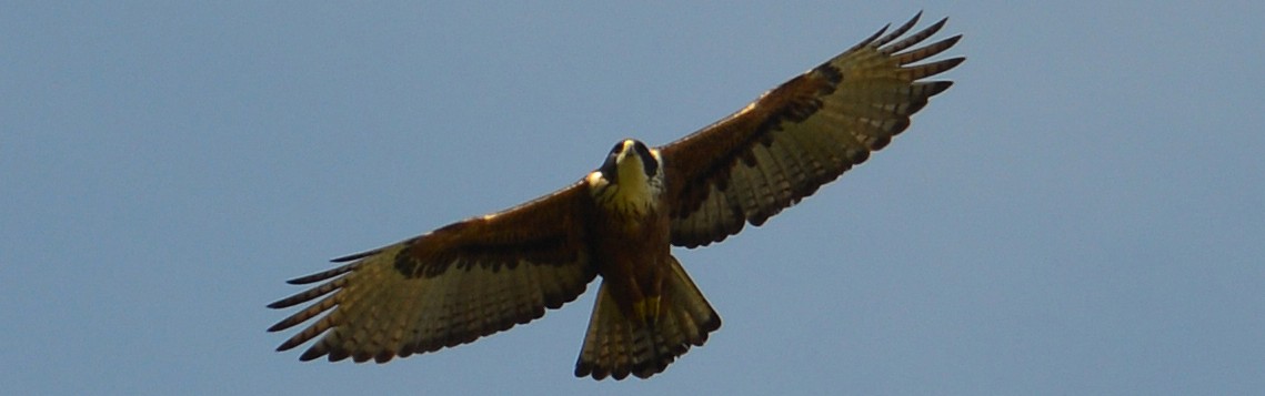 Rufous-bellied Eagle - ML35200941