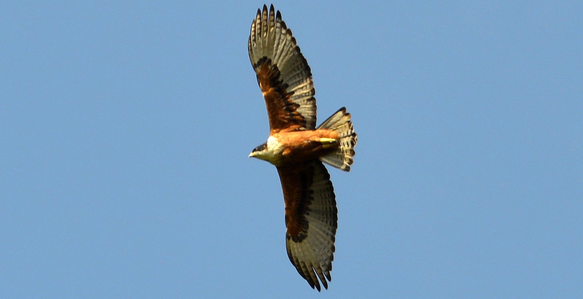 Rufous-bellied Eagle - ML35200951