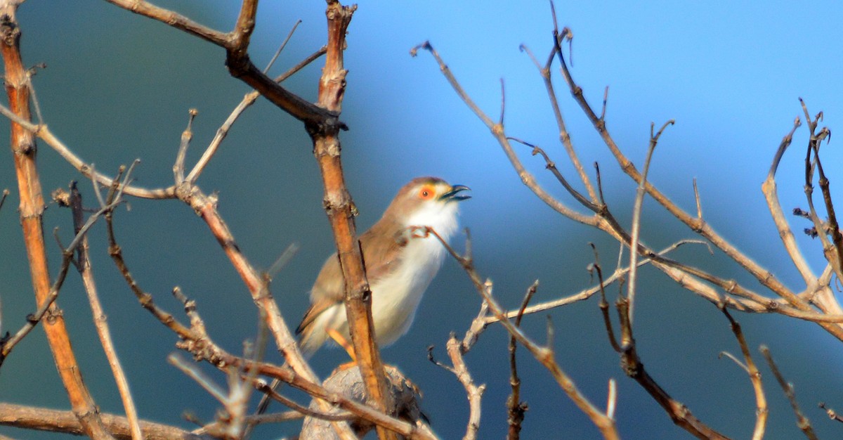 Yellow-eyed Babbler - ML35200981