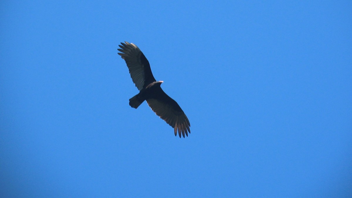 Turkey Vulture - ML352010341