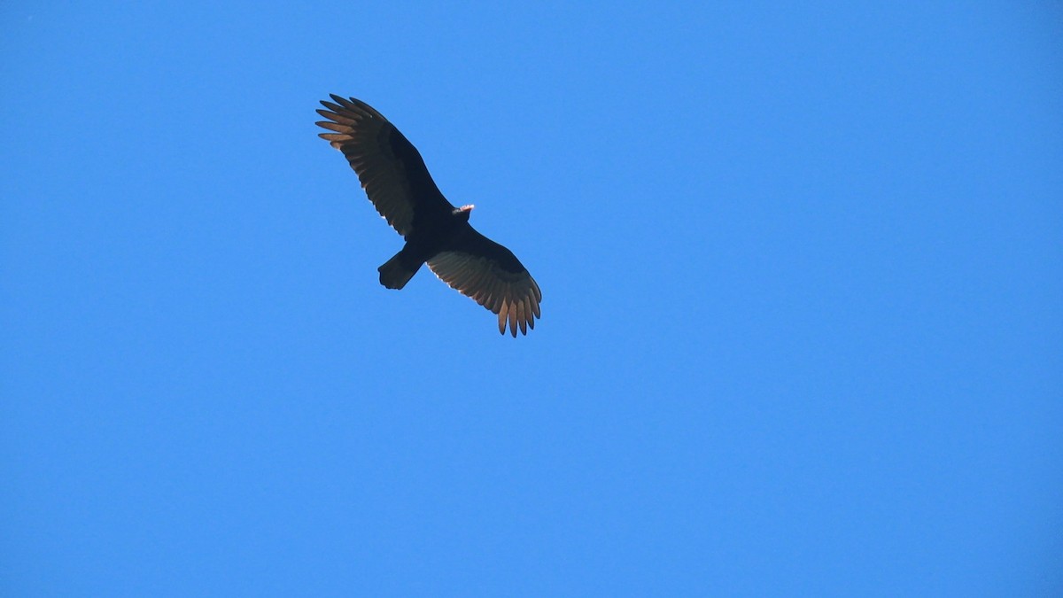 Turkey Vulture - ML352010351