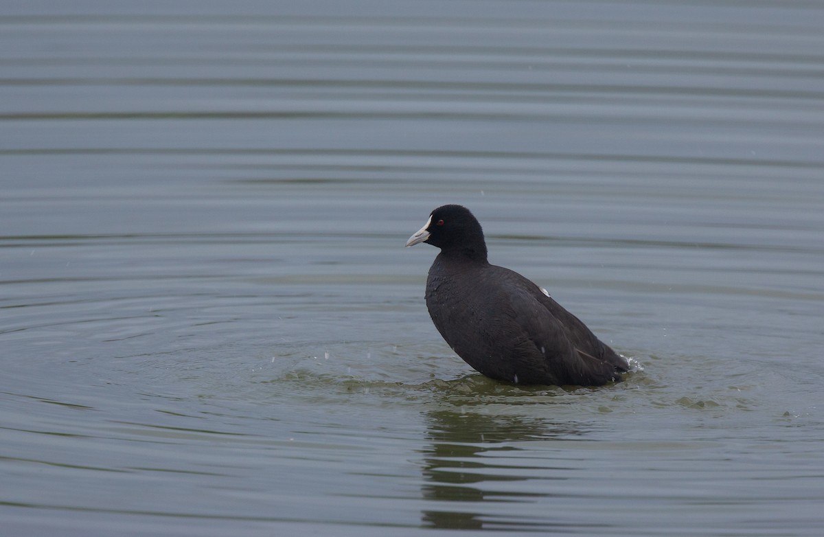 Eurasian Coot - Geoff Dennis