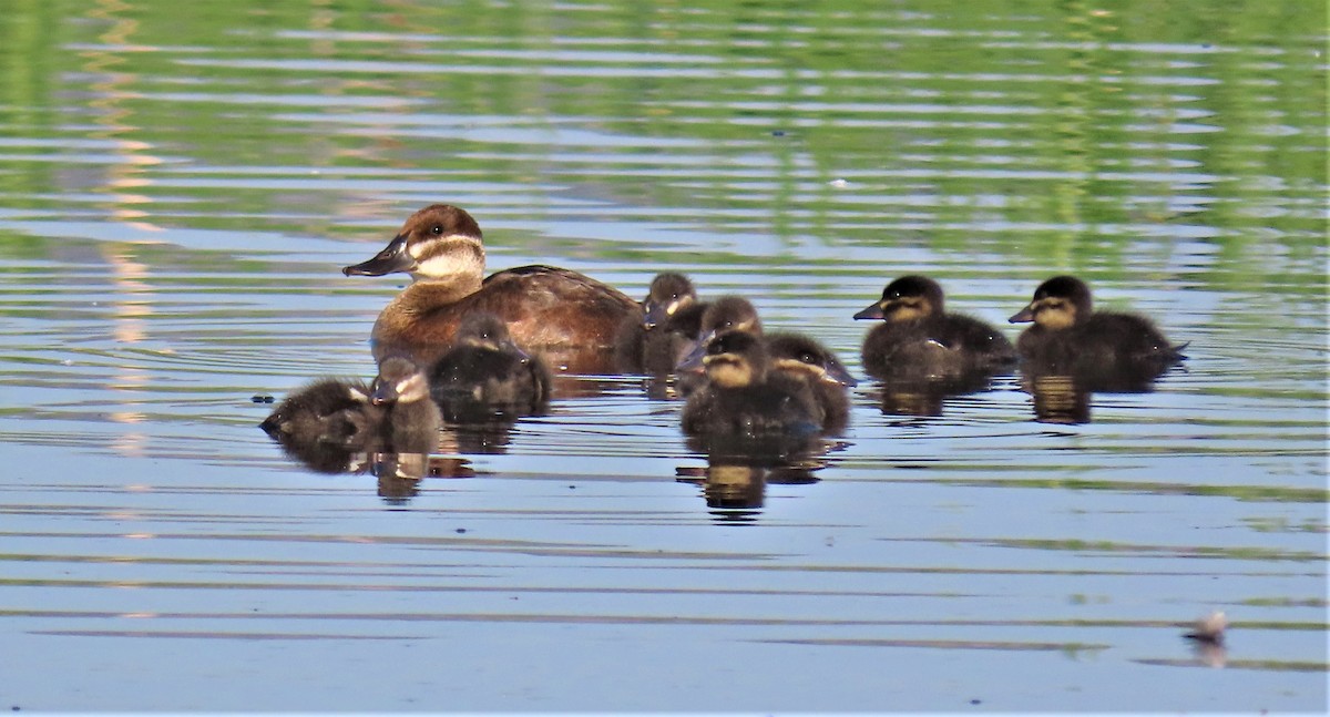 Ruddy Duck - ML352012251