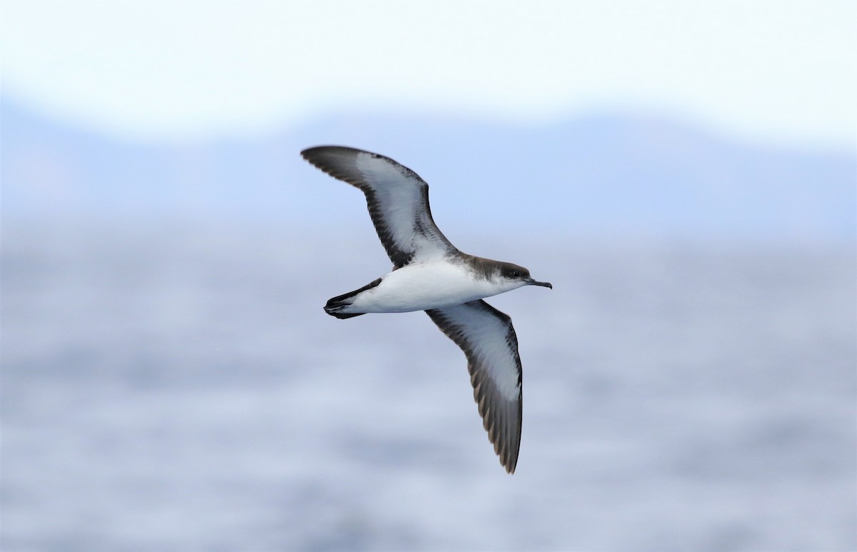 Manx Shearwater - ML352013691