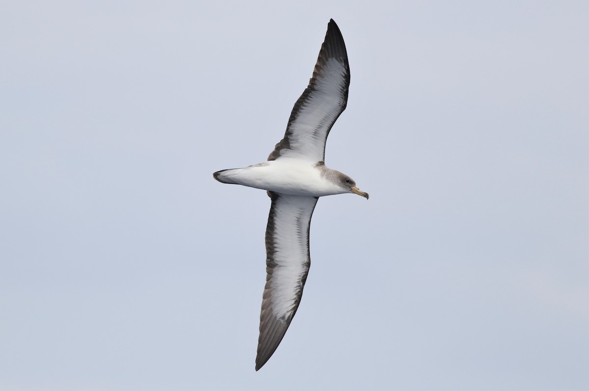Cory's/Scopoli's Shearwater - Peter Flood