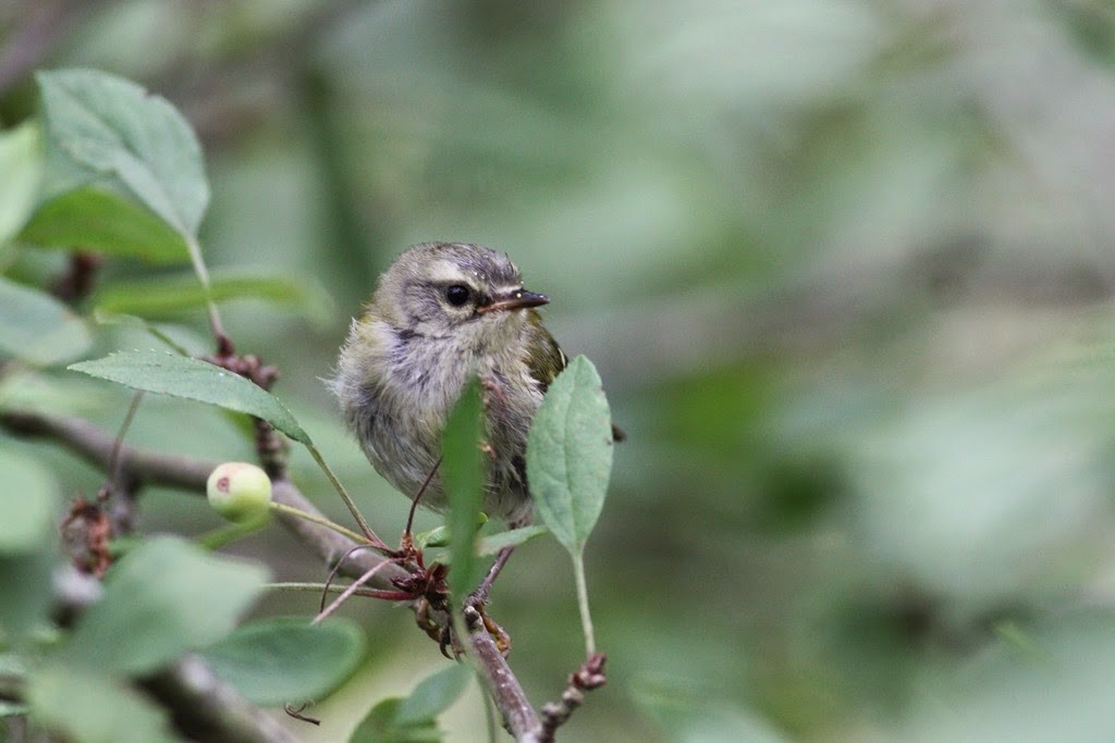 Madeira Firecrest - Toby Austin