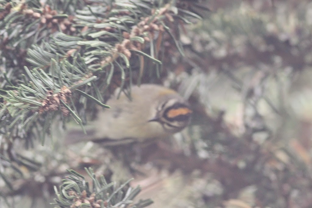 Madeira Firecrest - Toby Austin