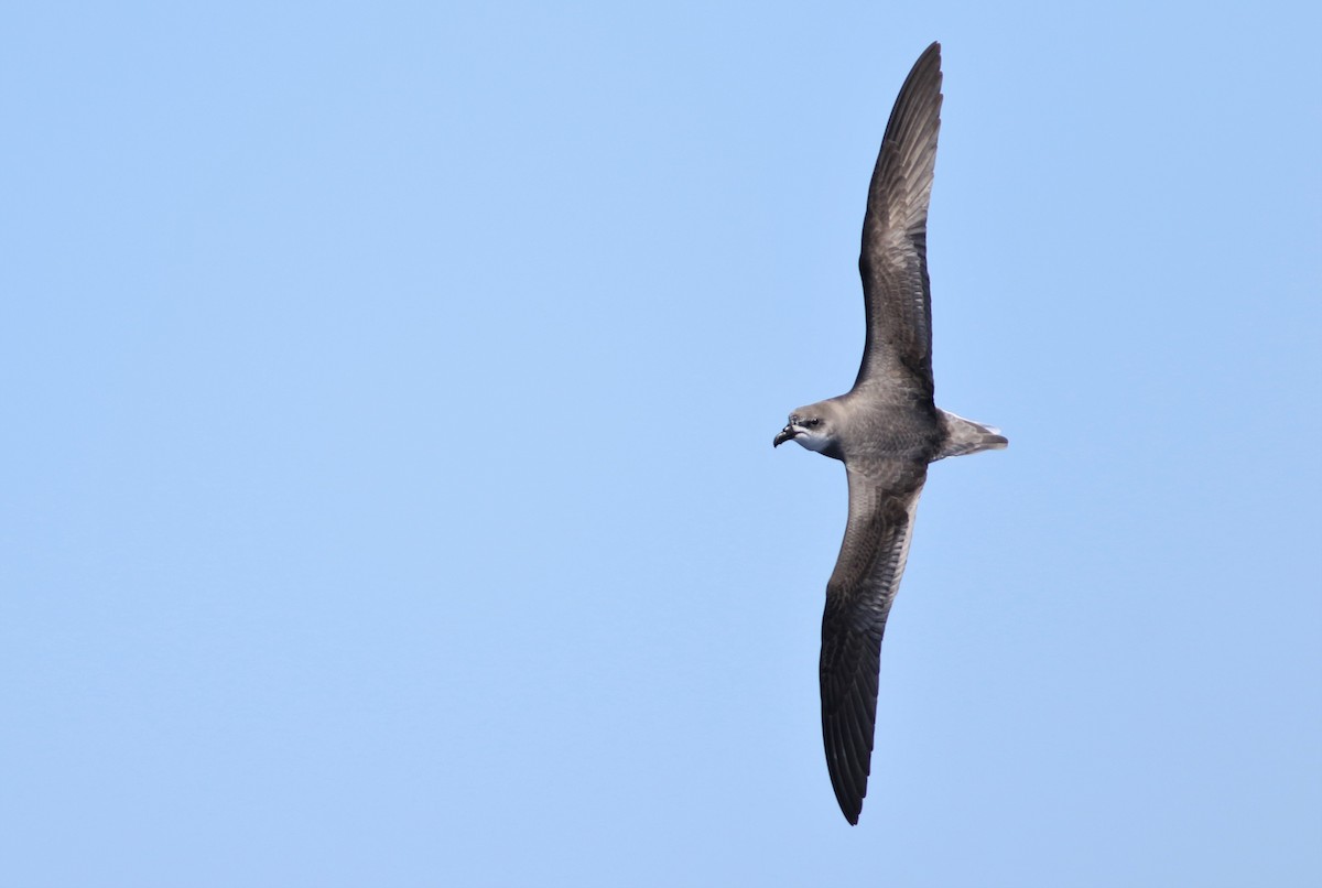 Fea's Petrel (Desertas) - ML352014601