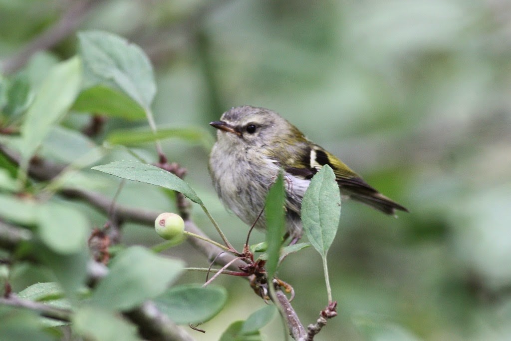 Madeira Firecrest - ML35201461