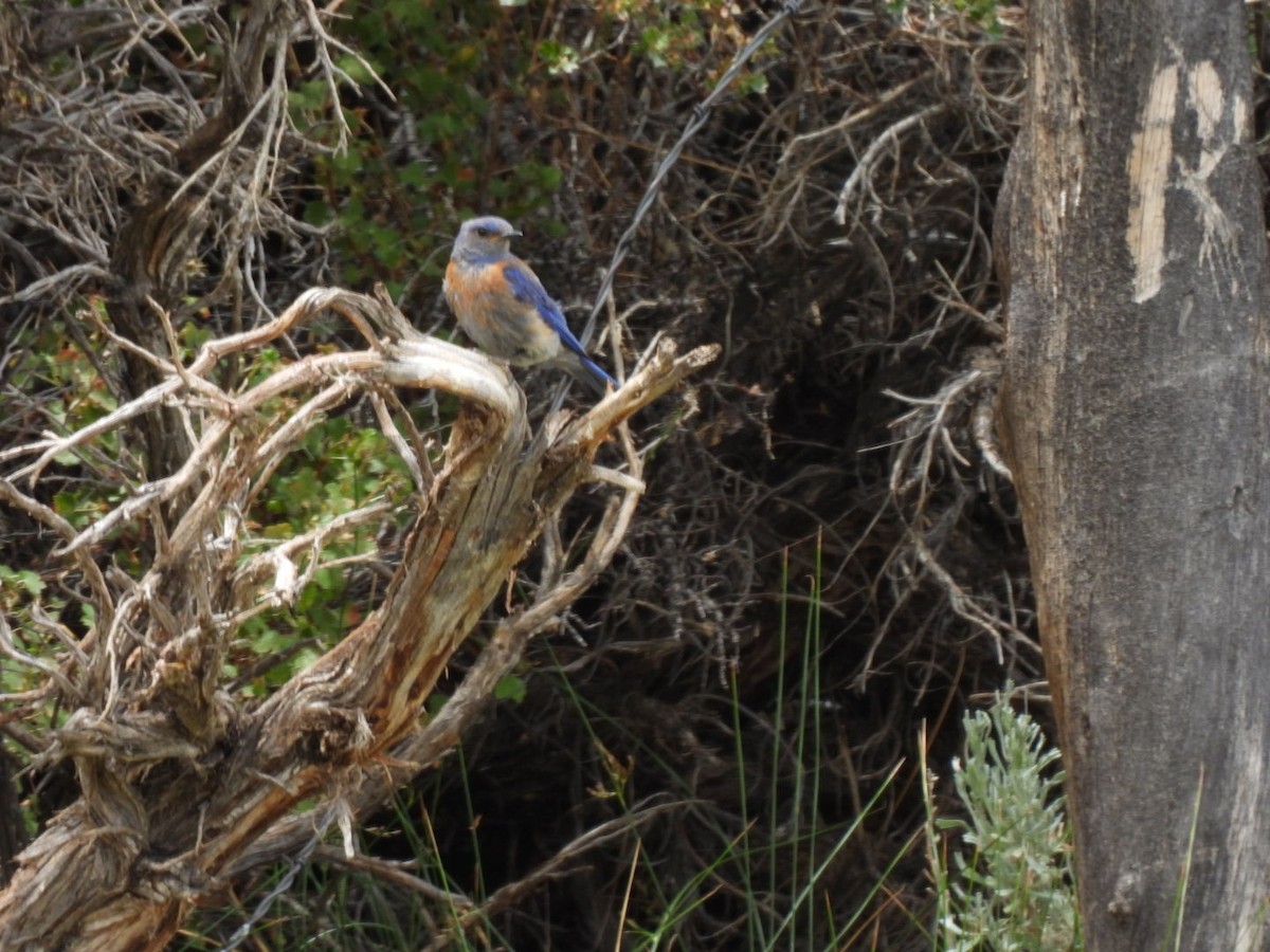 Western Bluebird - ML352015371