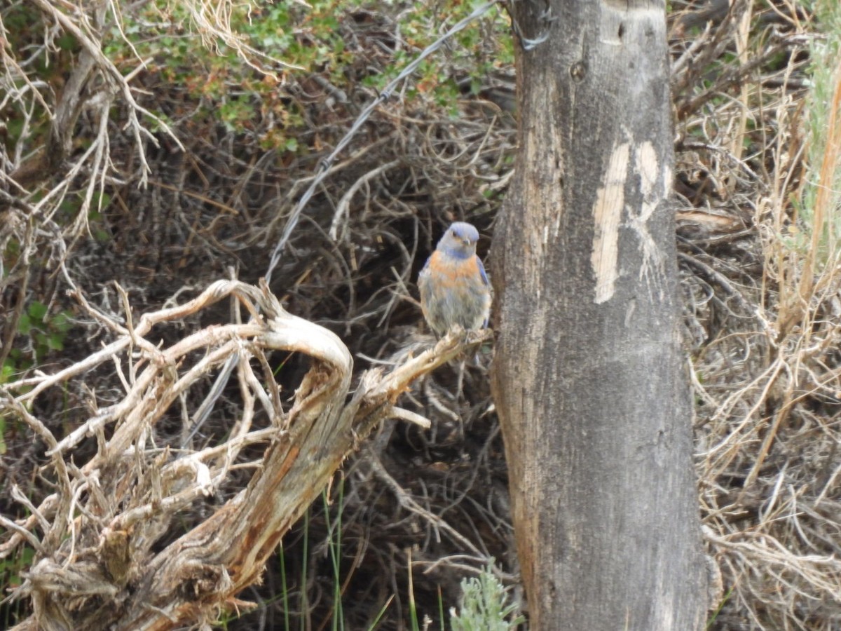 Western Bluebird - ML352015401