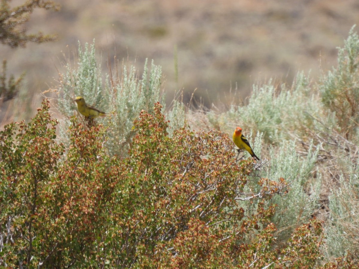 Western Tanager - ML352015551