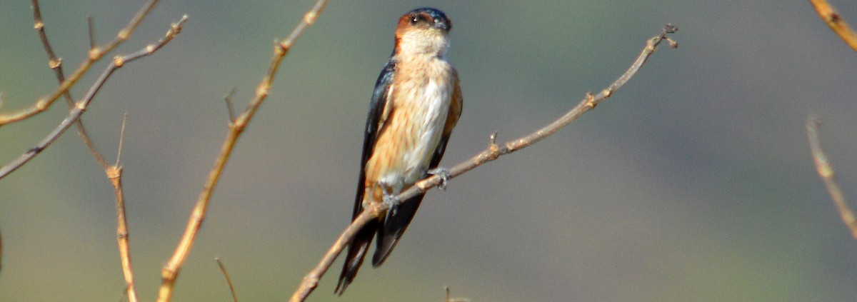 Red-rumped Swallow - chetan harikishandas joshi