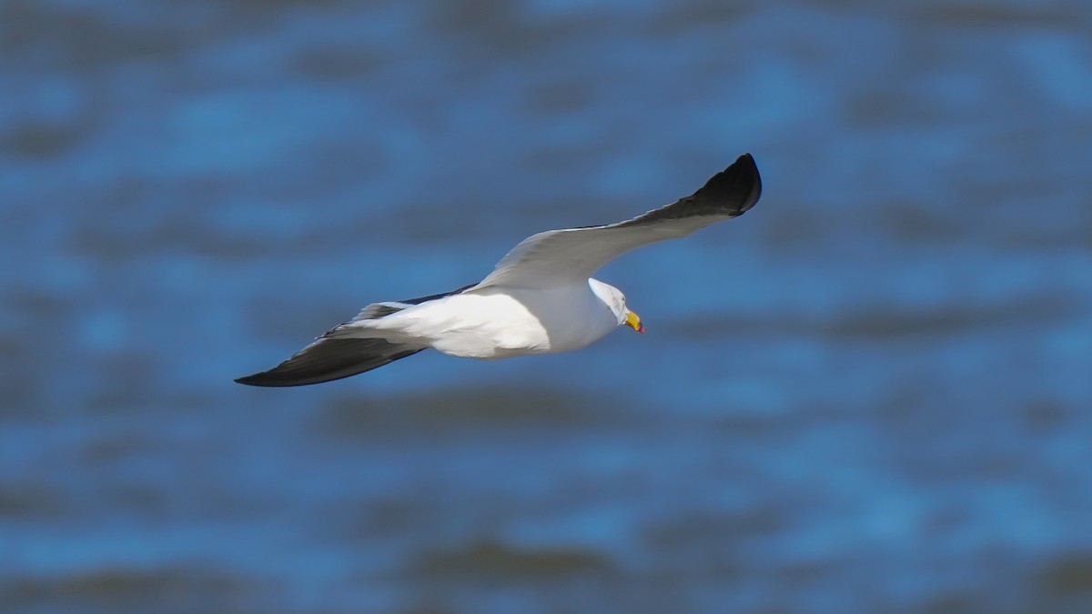 Olrog's Gull - ML352016571