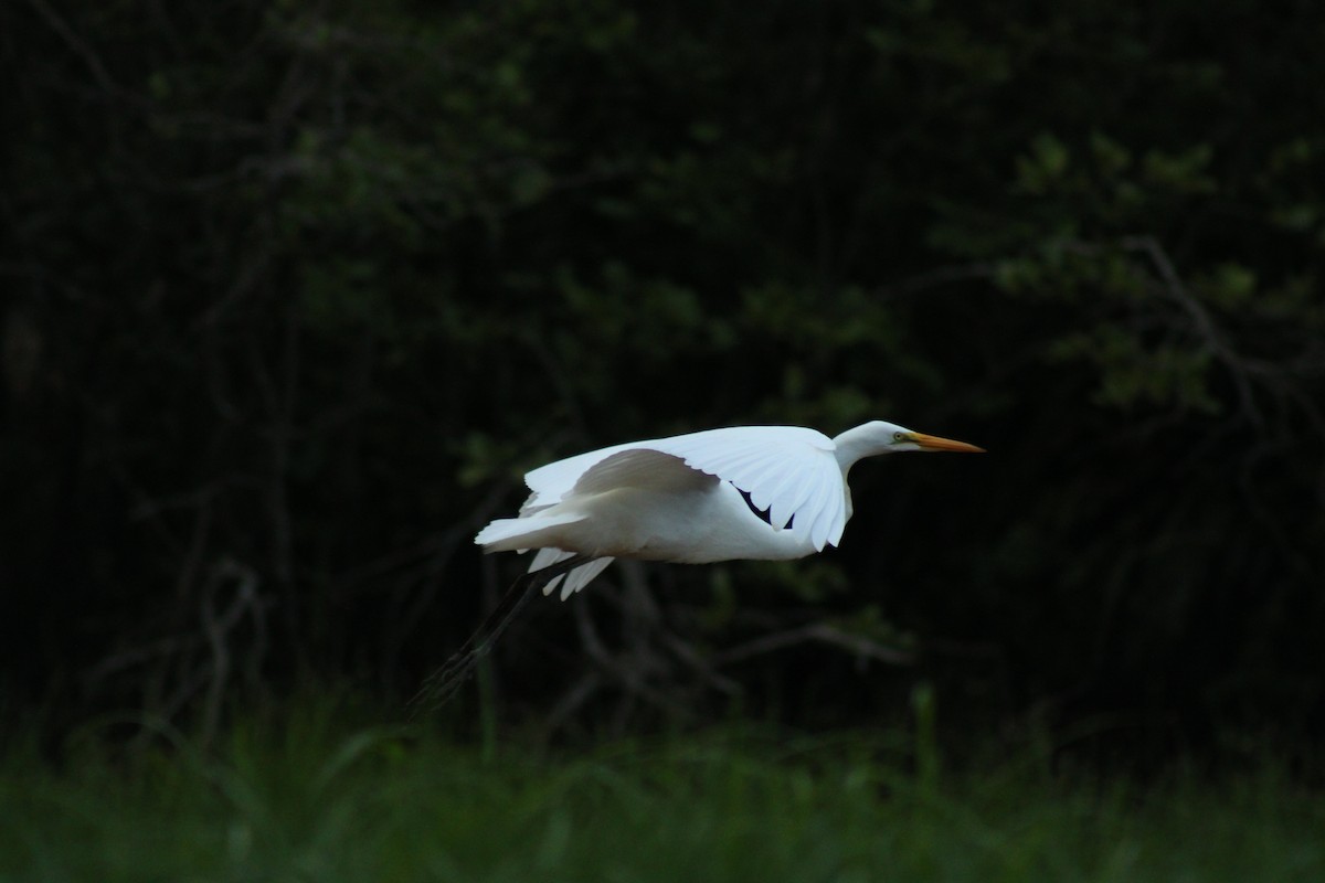 Great Egret - ML352017551