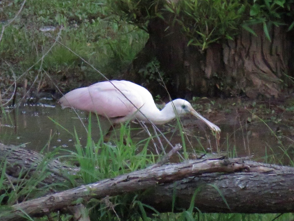 Roseate Spoonbill - ML352017631