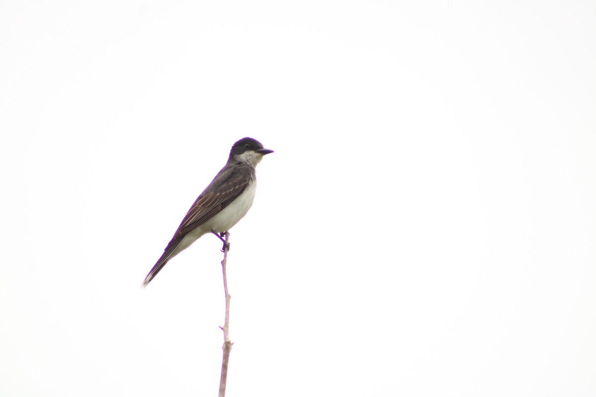 Eastern Kingbird - ML352017721