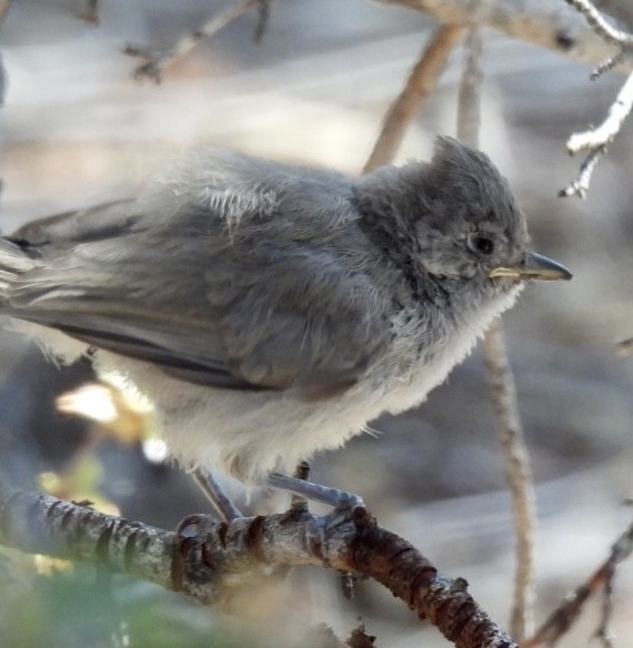 Juniper Titmouse - ML352017761