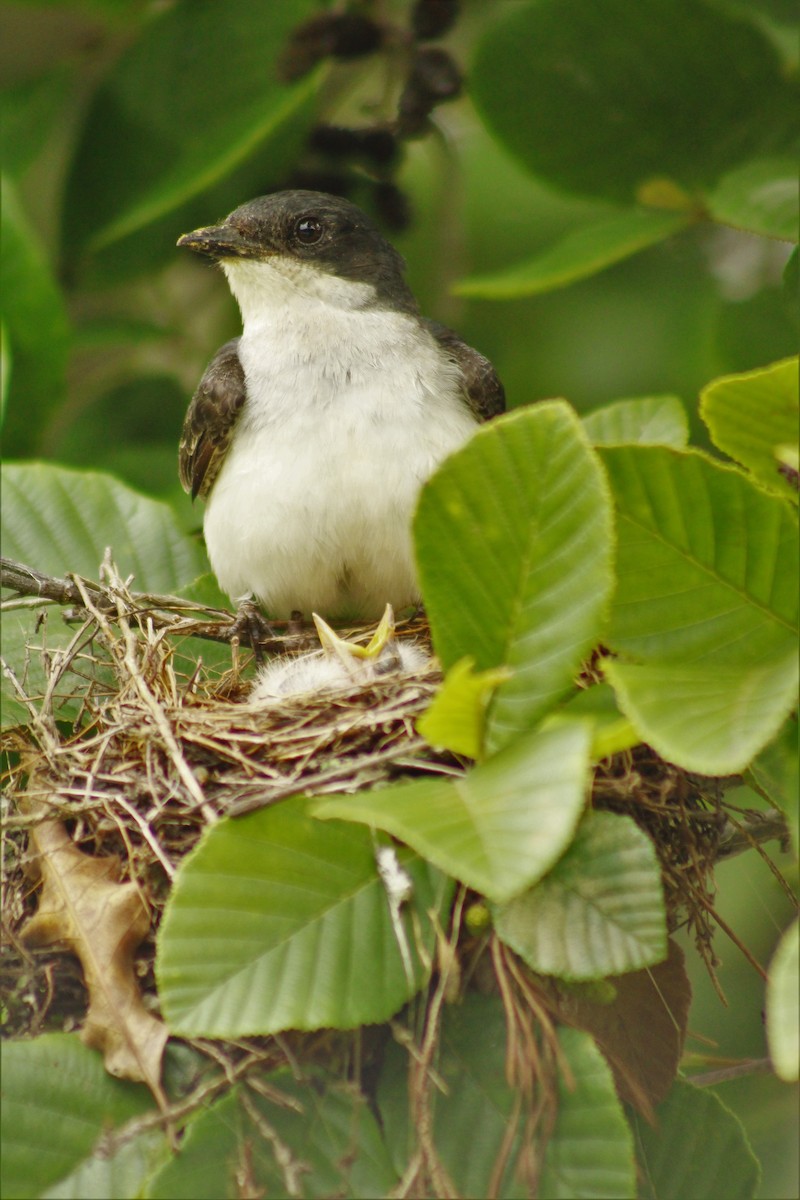 Eastern Kingbird - ML352017771