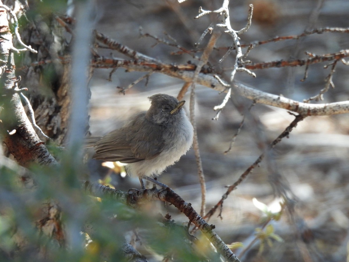 Juniper Titmouse - ML352017781