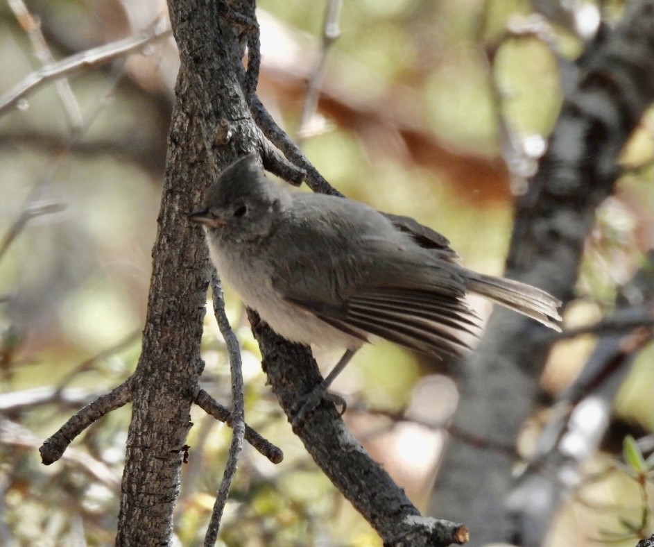 Juniper Titmouse - ML352017791