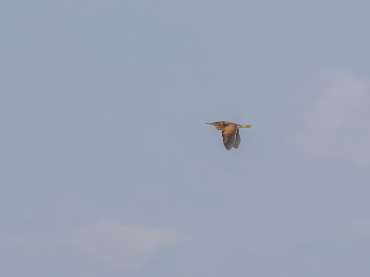 Least Bittern - ML352019261