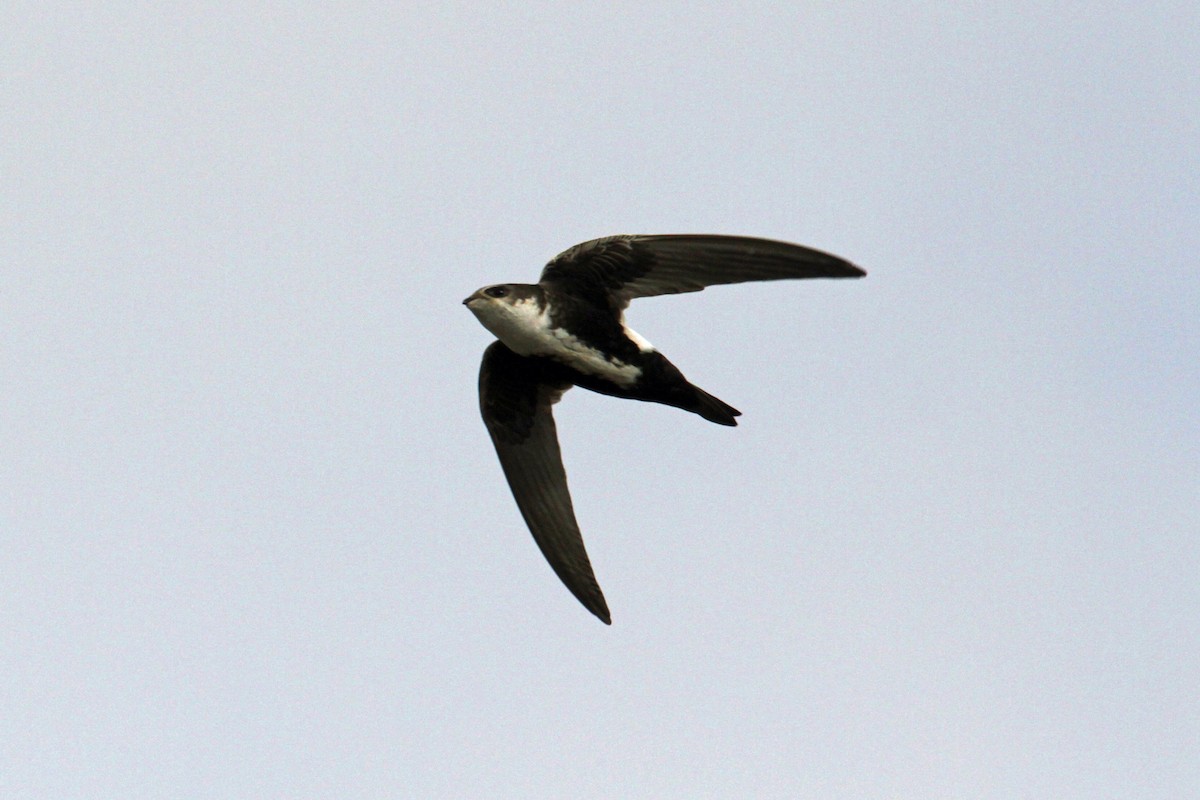 White-throated Swift - Jamie Chavez
