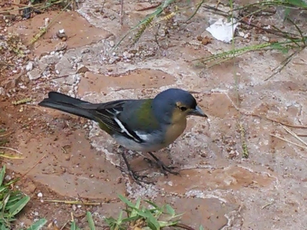 Madeira Chaffinch - ML35202361