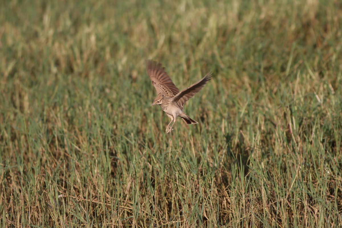 Crested Lark - ML35202431