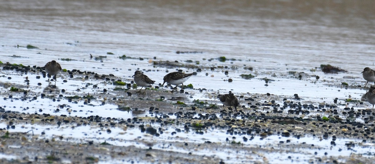 Least Sandpiper - ML352026561