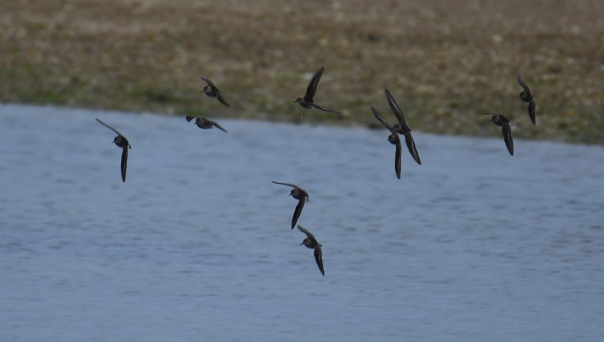 Least Sandpiper - ML352026581