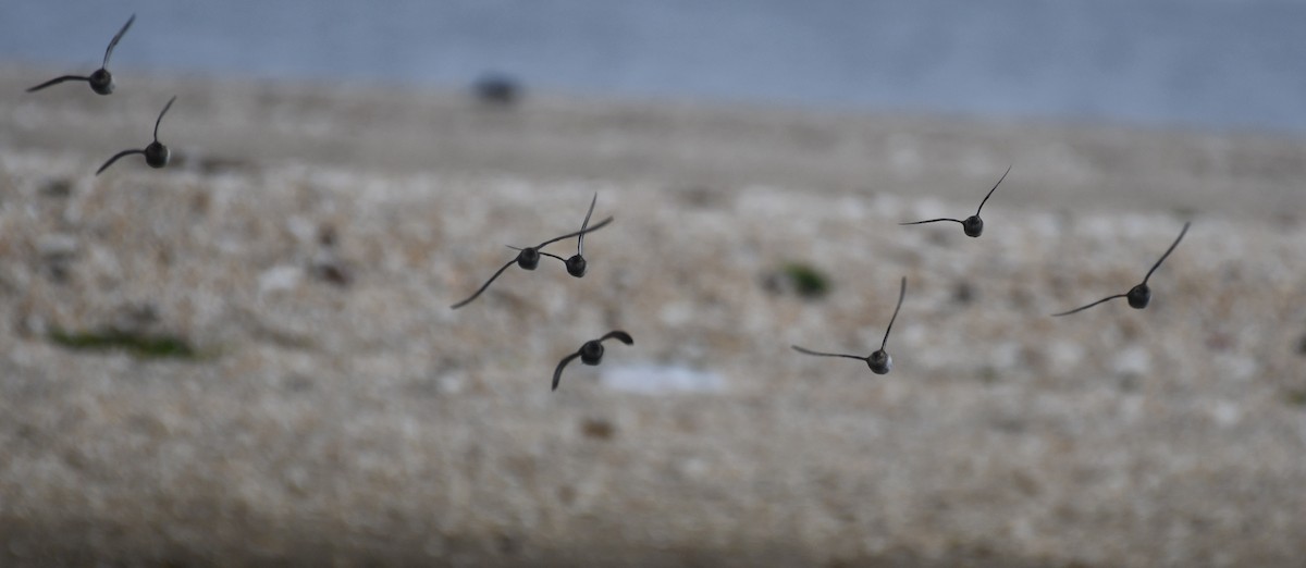 Least Sandpiper - ML352026591