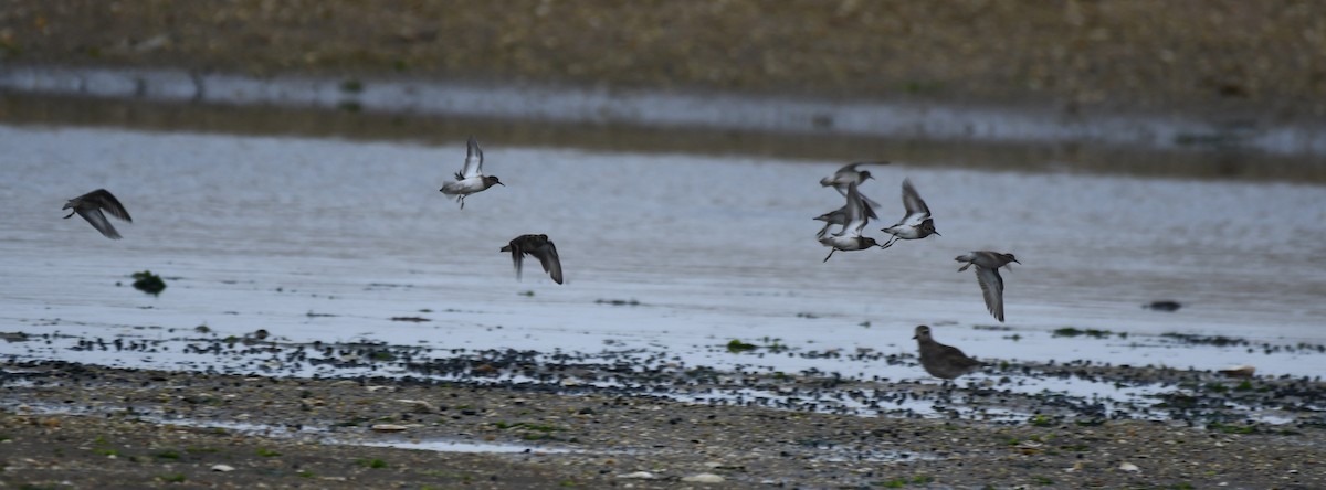 Least Sandpiper - ML352026611