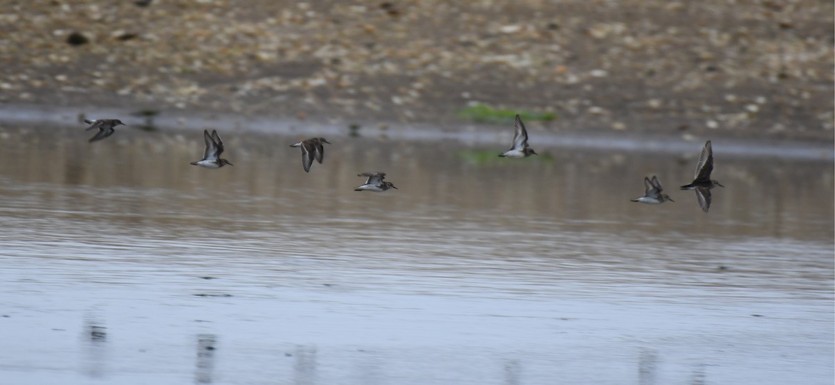 Least Sandpiper - ML352026621