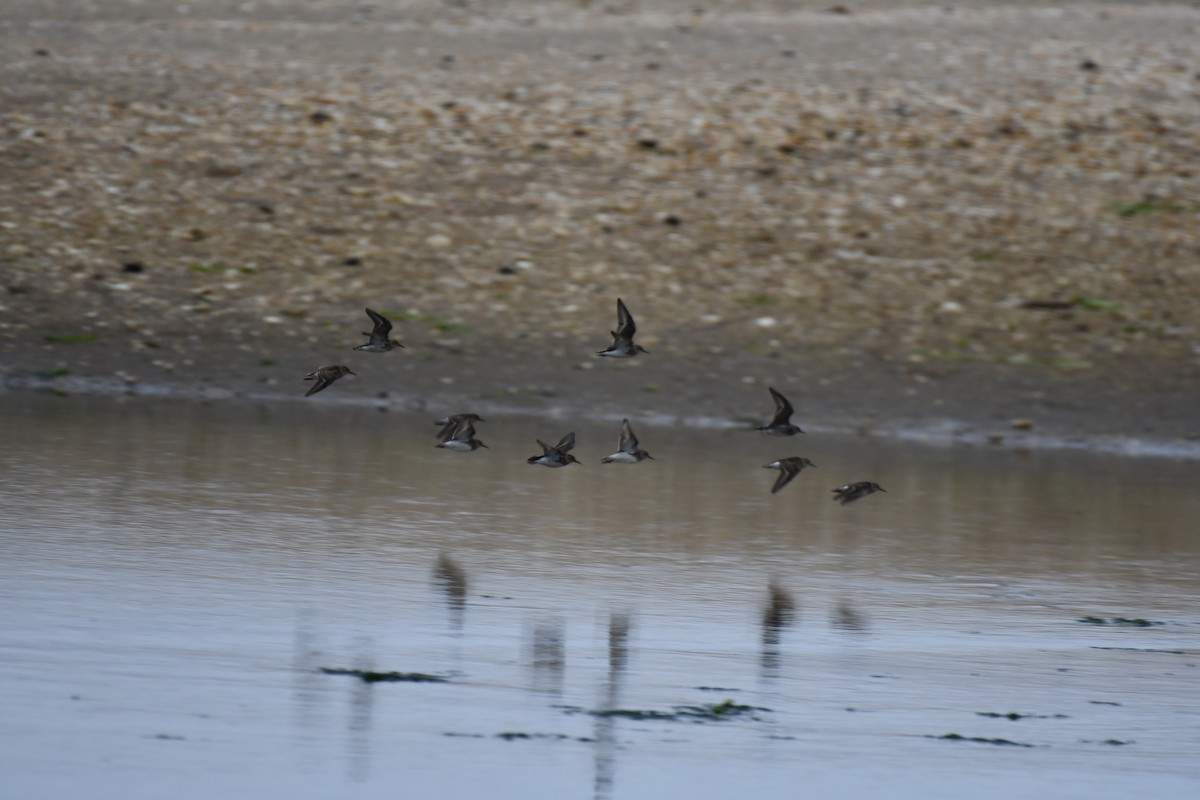 Least Sandpiper - ML352026631