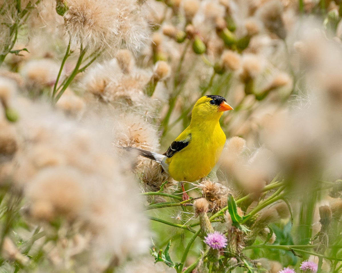 American Goldfinch - Dori Eldridge