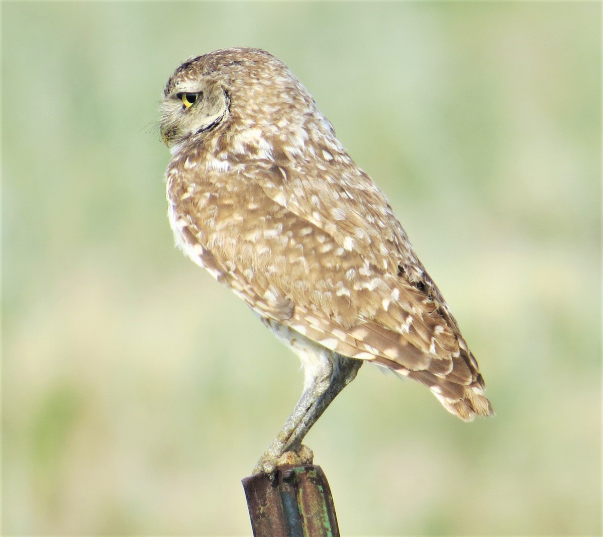 Burrowing Owl - ML352029081