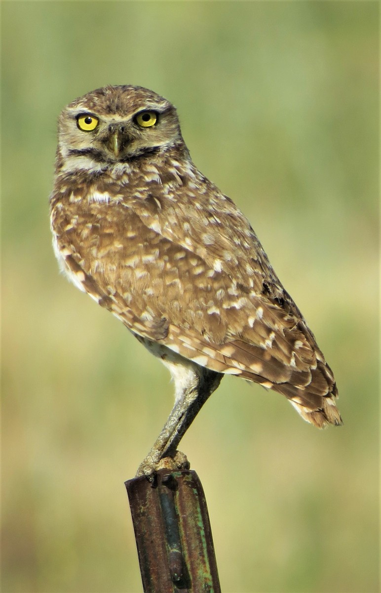 Burrowing Owl - Vivek Govind Kumar