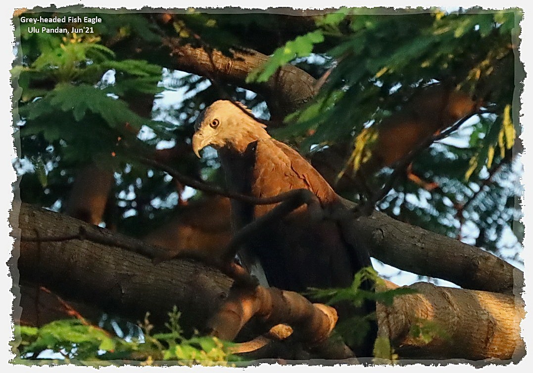 Gray-headed Fish-Eagle - ML352029491