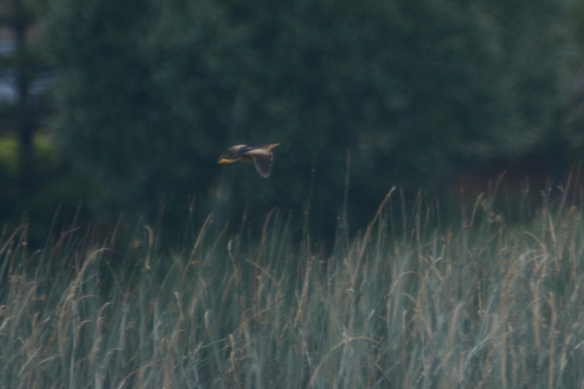 Least Bittern - ML352029901