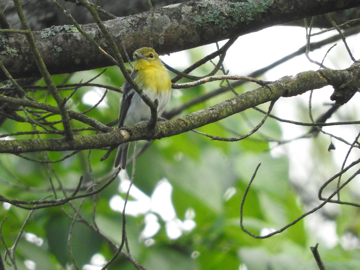 Yellow-throated Vireo - ML352029921