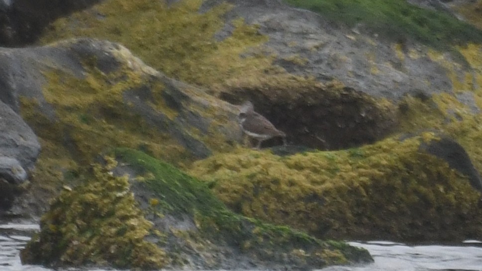 shorebird sp. - Joe Gyekis