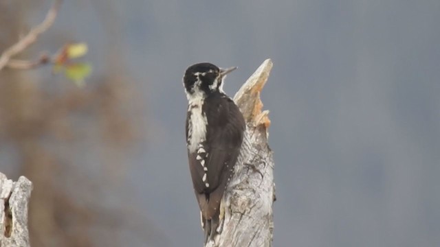 American Three-toed Woodpecker - ML352033251