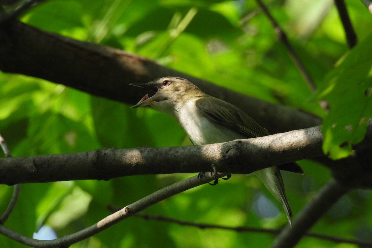 Red-eyed Vireo - Thane Dinsdale