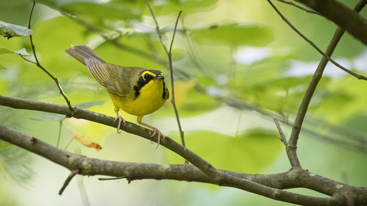 Kentucky Warbler - Bryan Calk