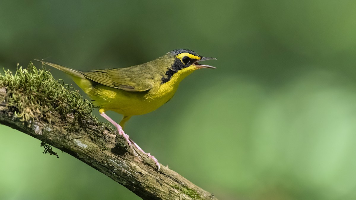 Kentucky Warbler - ML352034761